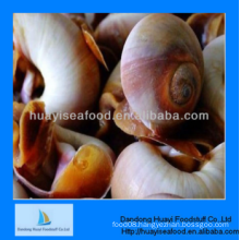 delicious frozen premium quality moon snail wholesale price